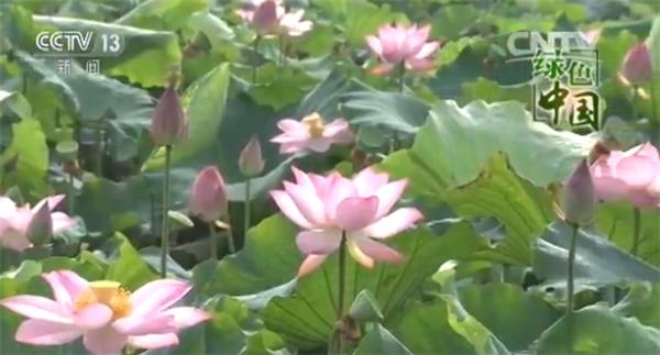 镇平杨营镇万亩荷塘,镇平鱼莲共生5万亩荷塘再上央视