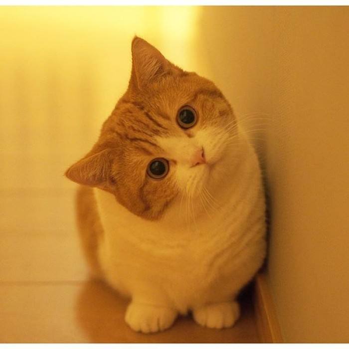 世界上最牛的喵星人,喵星人世界上有几个品种