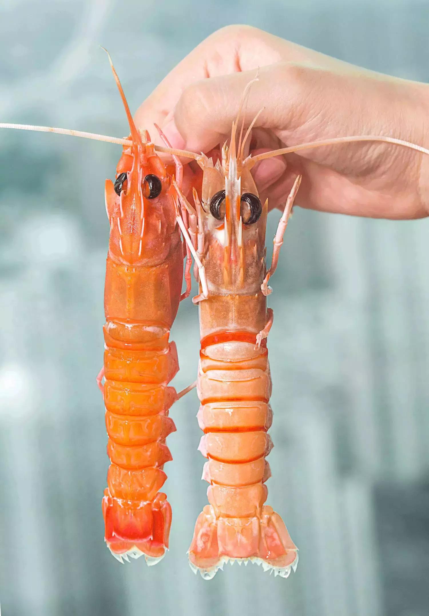 珍稀鱼子酱,波龙鱼子酱