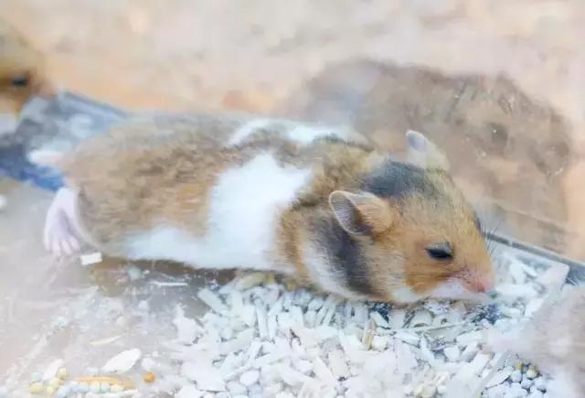 仓鼠中暑了好像死掉了怎么办,布丁仓鼠中暑了该怎么办