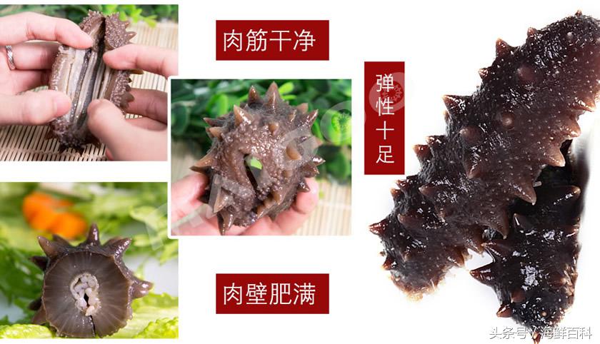 海参的功效与作用海参一天吃几个,海参的功效与作用干海参的吃法