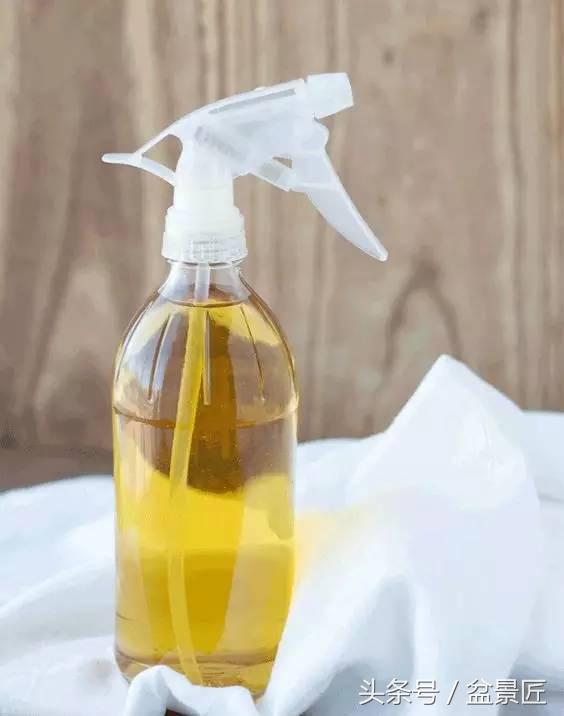 夏天招蚊子的绿植,绿植除虫小妙招