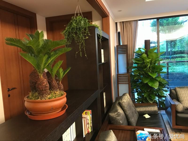 开业乔迁，吉利有寓意的盆栽有哪些？