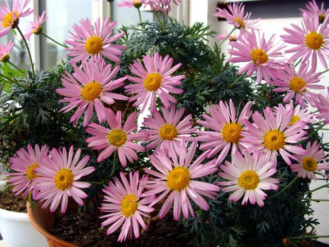 新手养花必备药水和肥料,懒人花盆养花花根处放什么