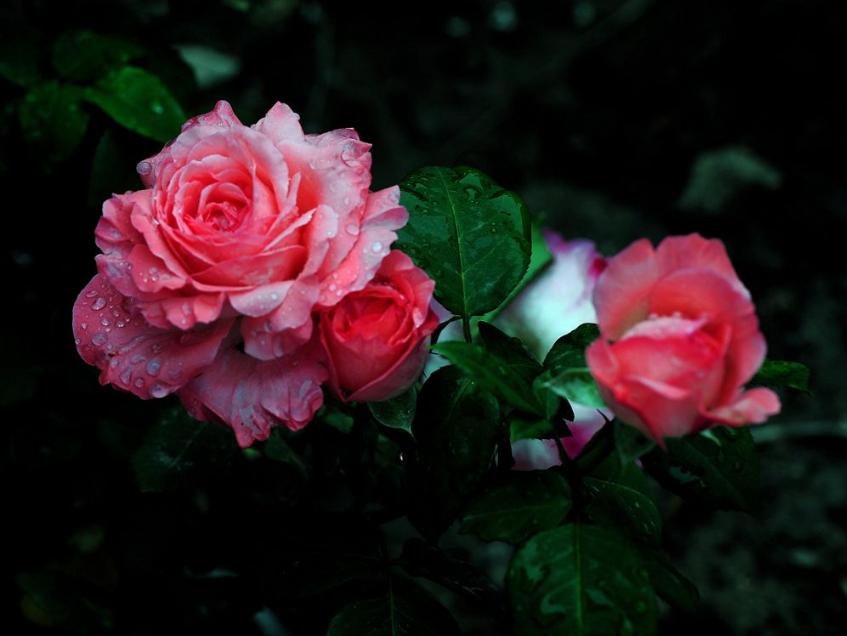 南方最美的十大名花,十大名花代表的城市