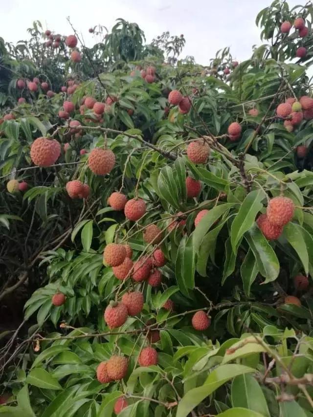 台山浪琴湾有藤壶吗,台山浪琴湾沙滩游泳