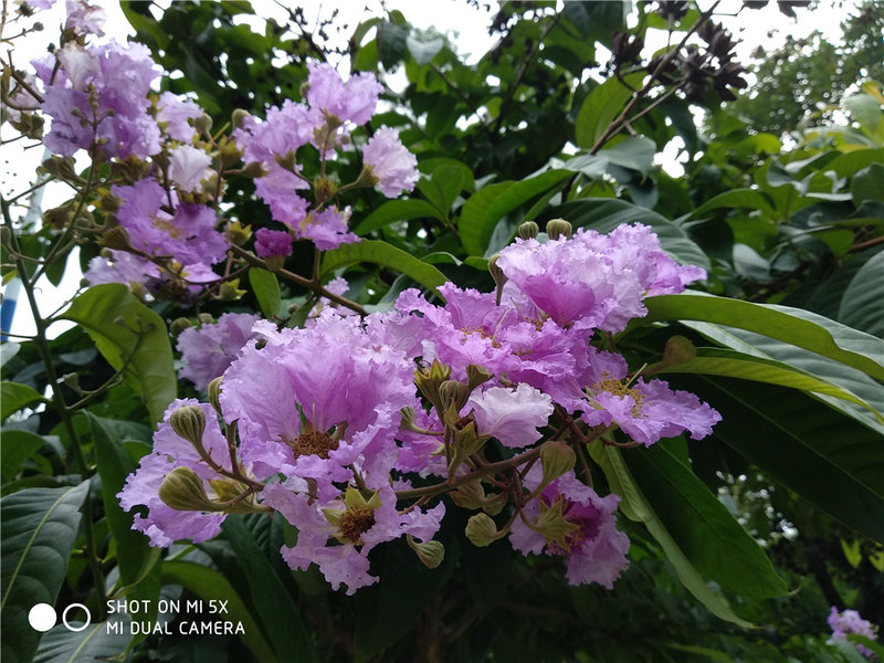 剑指线下新零售小米5x详细评测,小米5x在哪里买比较好