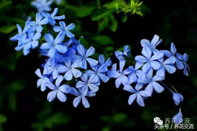 一个爱养花的家庭,一个爱花的院子