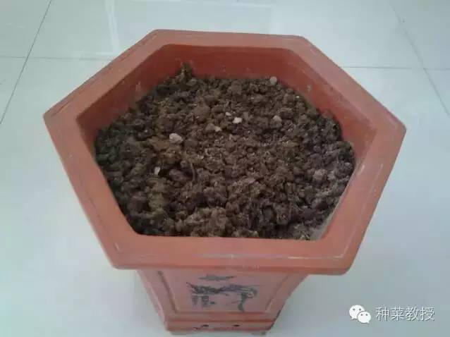 阳台种菜的土没有营养了怎么办,种子种菜阳台教程