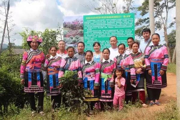 扶贫云南茶,云南茶叶今日热点