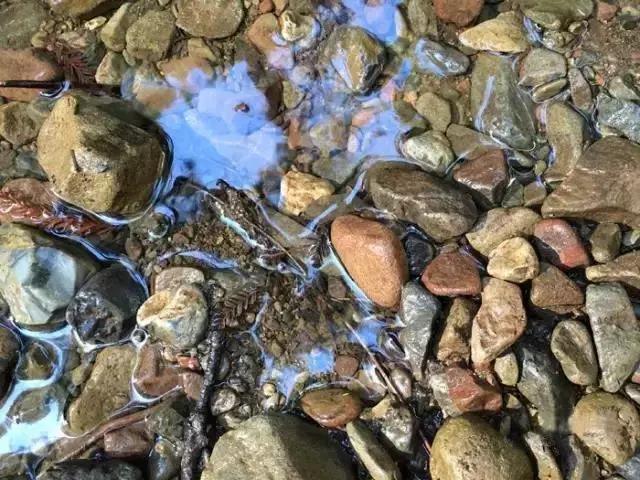 走进树林会感觉空气清新为什么呢,走进红杉林感受不一样