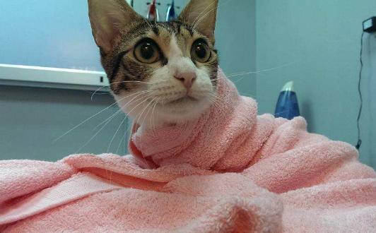 养猫后晚期癌症居然不治而愈！养宠物有这么神奇吗？