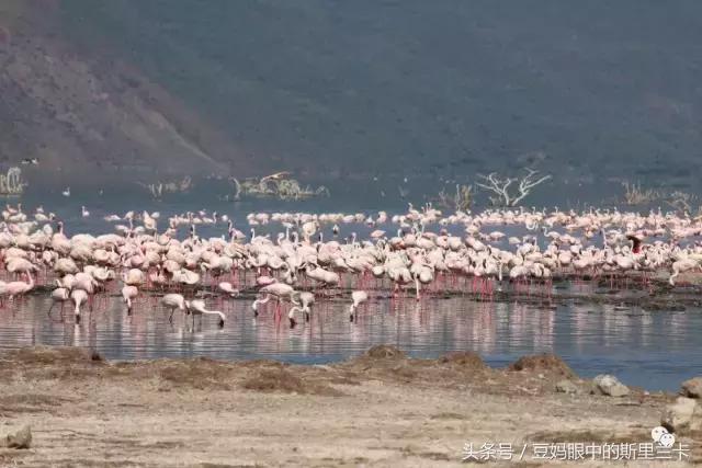 风动？树动？心动！致你，Kenya