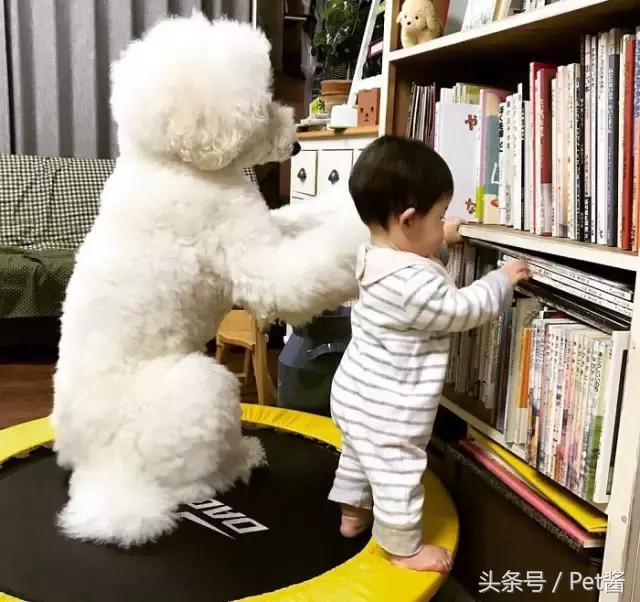 好可爱的巨型贵宾犬,超粘人的巨型贵宾犬