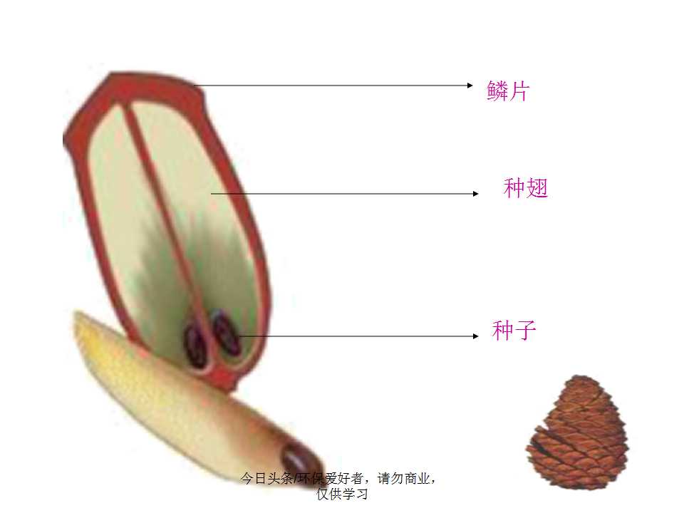 认识植物从身边开始,认识植物的根茎叶各个部分