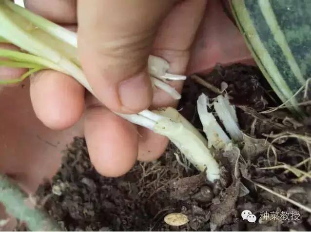 阳台种菜的土没有营养了怎么办,种子种菜阳台教程