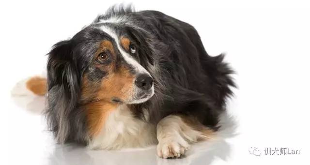 怎么让狗克服恐惧,怎么克服怕狗的恐惧心理