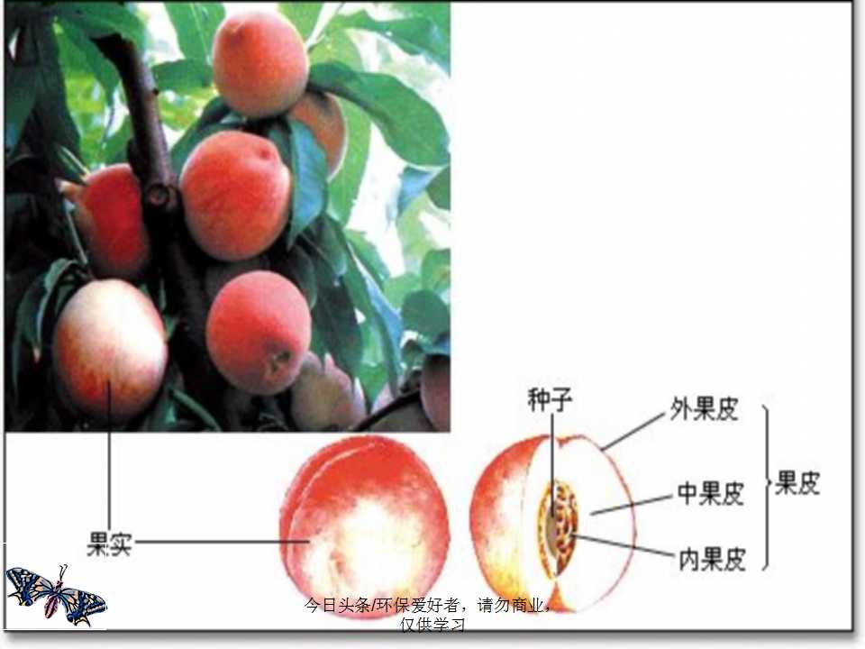 认识植物从身边开始,认识植物的根茎叶各个部分