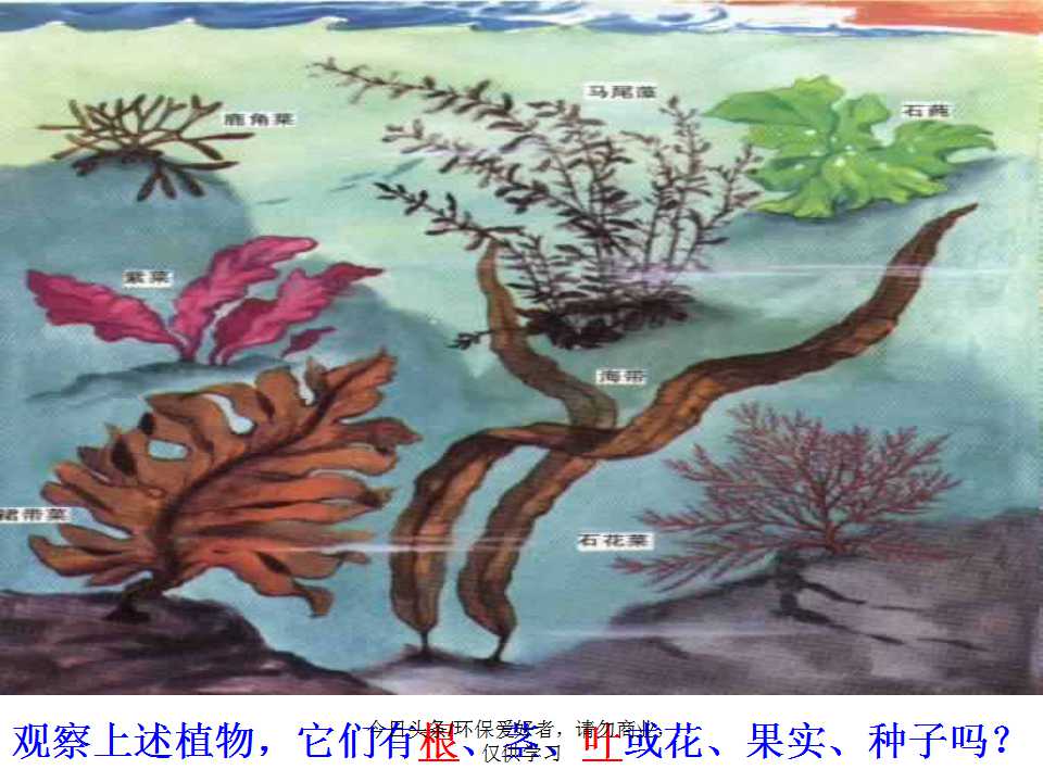 认识植物从身边开始,认识植物的根茎叶各个部分