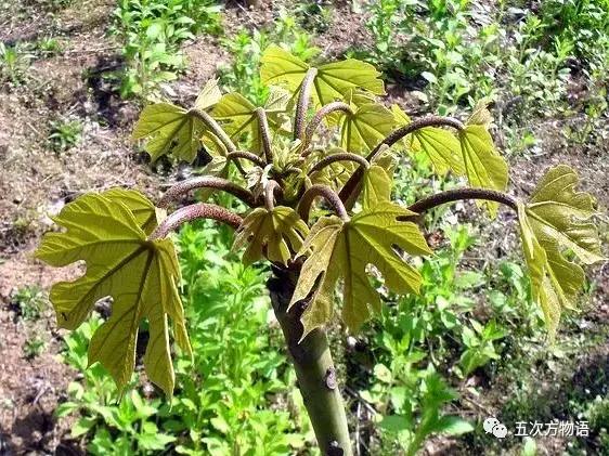 真正的梧桐树有梧桐果吗,真正的梧桐长什么样