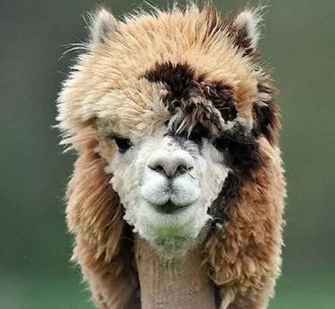 秘鲁神兽来袭,能给你的绝不只是表情包