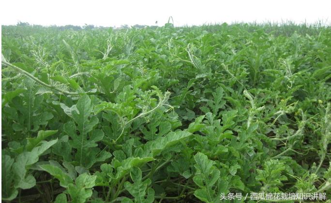 西瓜用什么肥料增产最快,西瓜控制旺长用什么药比较好