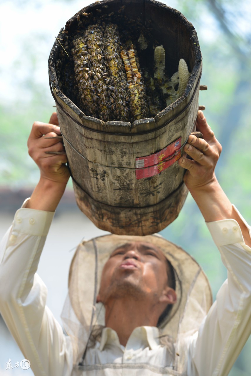 蜜蜂养殖技术蜂群调整方法,中蜂活框横养蜜蜂的正确方法