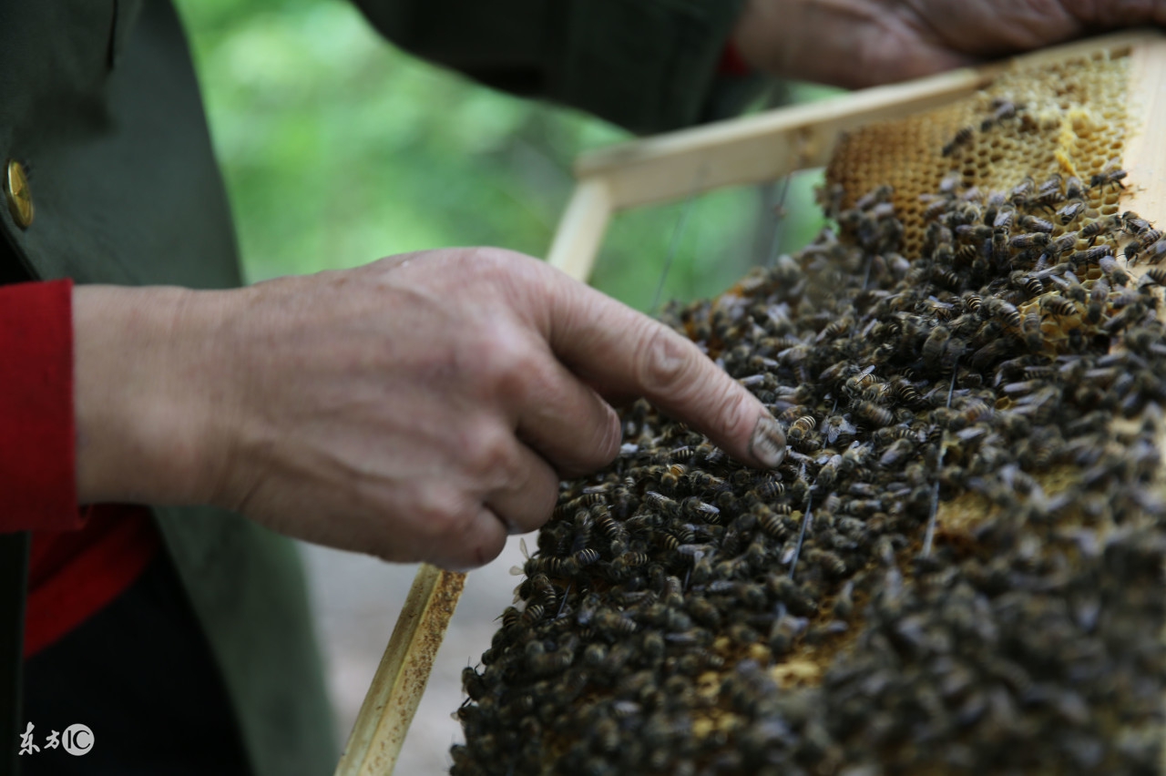 蜜蜂养殖技术蜂群调整方法,中蜂活框横养蜜蜂的正确方法