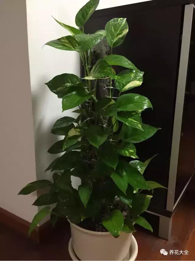 小小的绿萝，竟然完爆你家其他花，甩出十条街都不止！