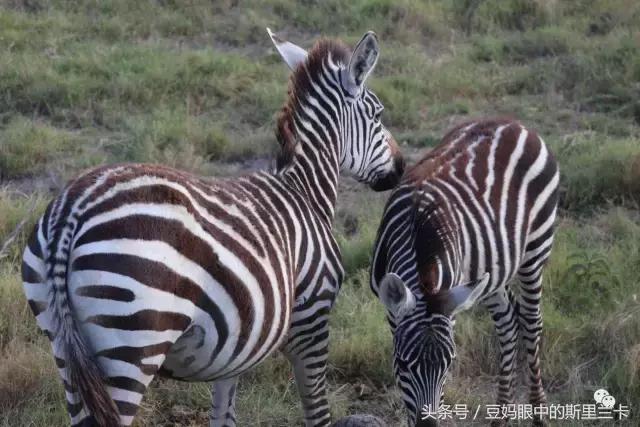 风动？树动？心动！致你，Kenya