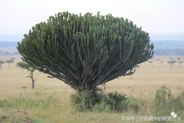 风动？树动？心动！致你，Kenya