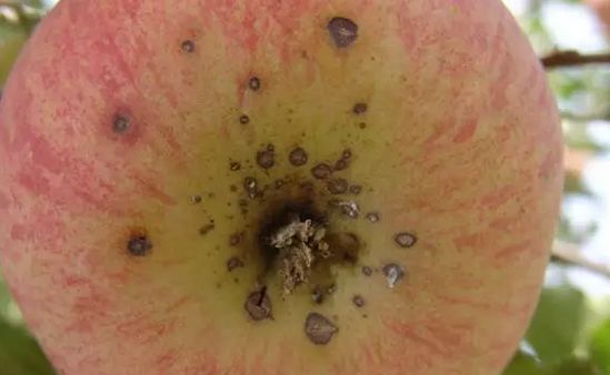 苹果有小斑点怎么解决,苹果手机小黑点怎么取消