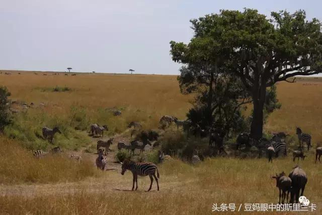 风动？树动？心动！致你，Kenya