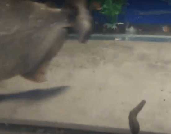 潜水水下遇到巨大不明生物,潜水员海底发现神秘巨型柱状生物