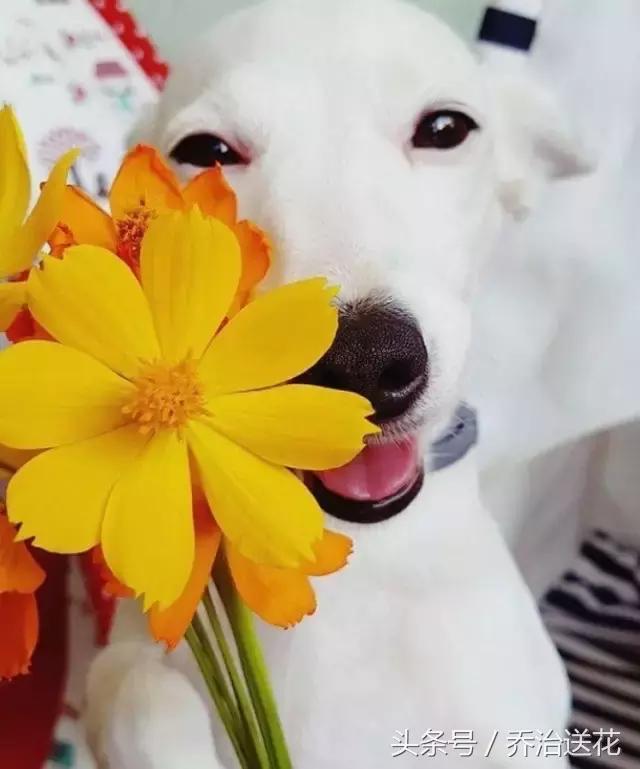 难得一见的好看狗,你见过有如此灵性的狗吗