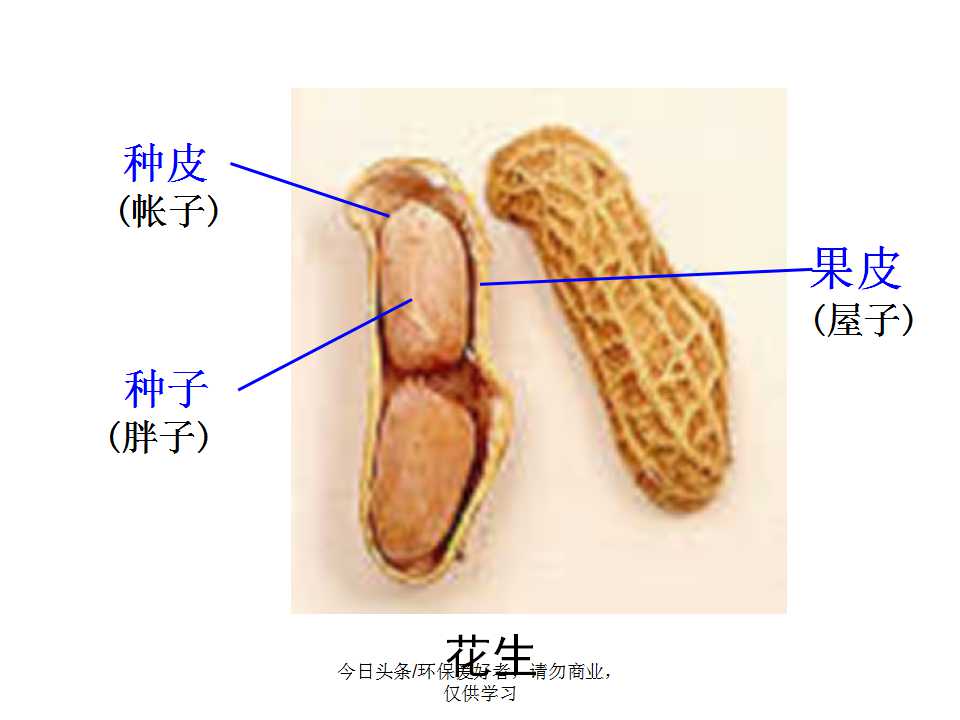 认识植物从身边开始,认识植物的根茎叶各个部分