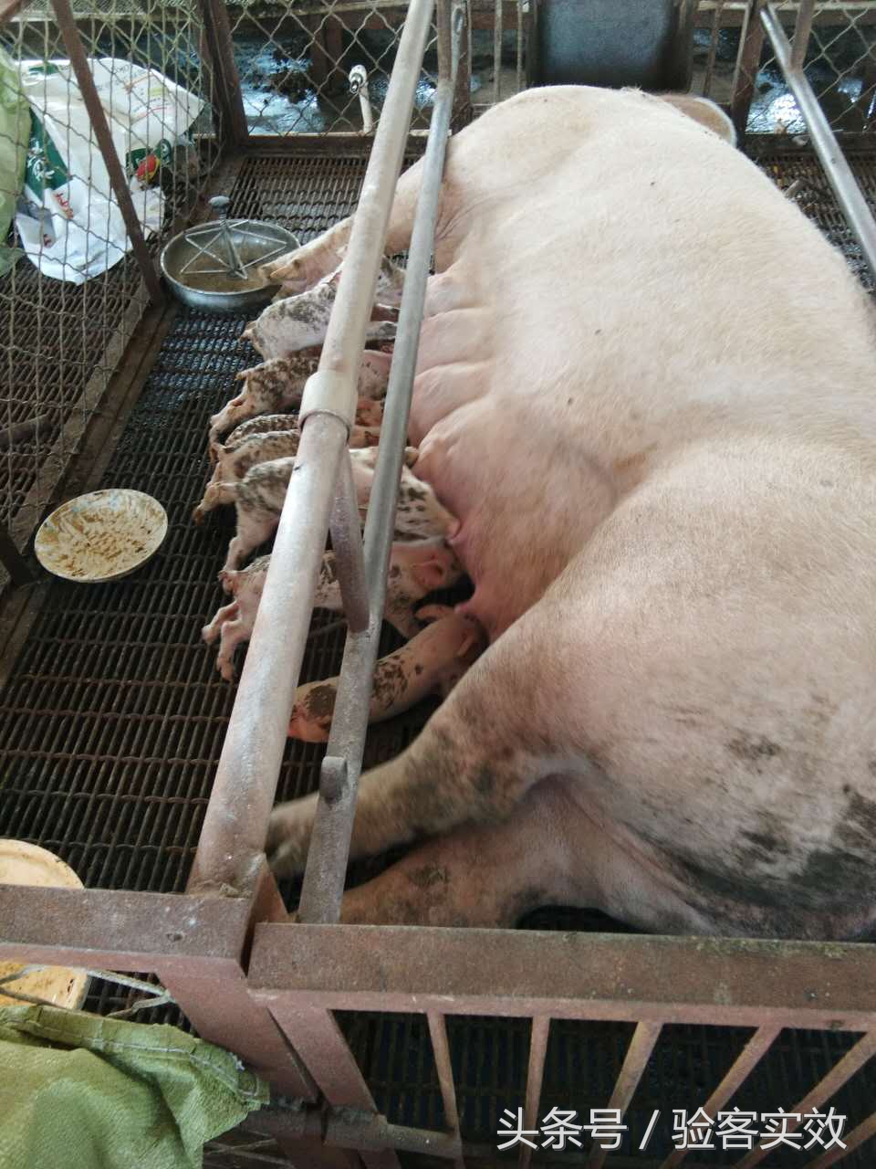 董广林猪业视频,董广林母猪饲养