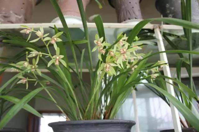 中国国花有什么样的品质,中国国花有什么品质