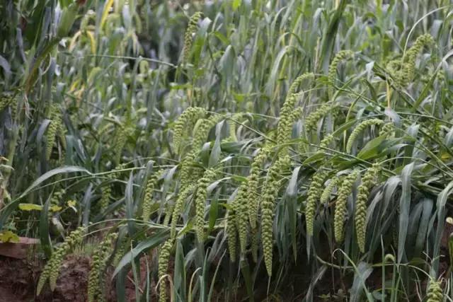 山西历山舜王坪大草原攻略,看云海高山草甸的地方