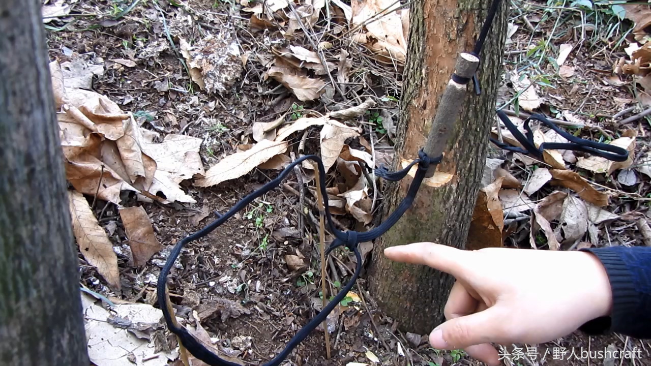荒野求生实用的野鸡兔子脖套陷阱