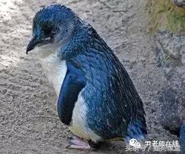 企鹅是什么种类动物,动物百科知识科普企鹅品种