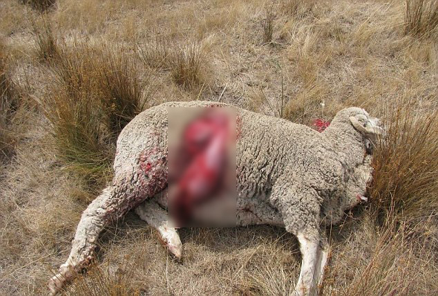 野狗和鬣狗到底谁更强,鬣狗与野狗哪个更凶残