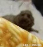 我们嫌弃的国货,老外都拿来炫富