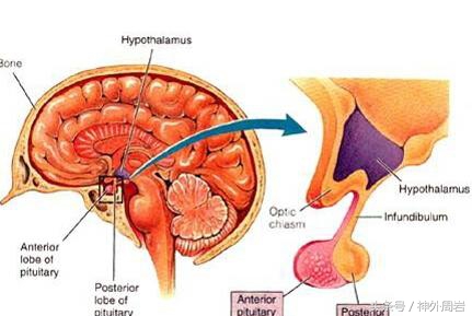 痴笑癫痫发作时会怎样,痴笑性型癫痫病发作是什么感觉