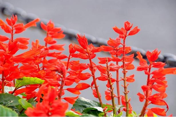 身边常见草药图片及价格,身边最常见的中草药图片大全