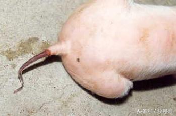 猪饲料中的这一毒素的毒性竟然是氰化钾的10倍,*霜砒**的68倍!