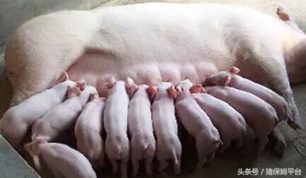 猪输精怎么处理,猪深部输精要注意什么