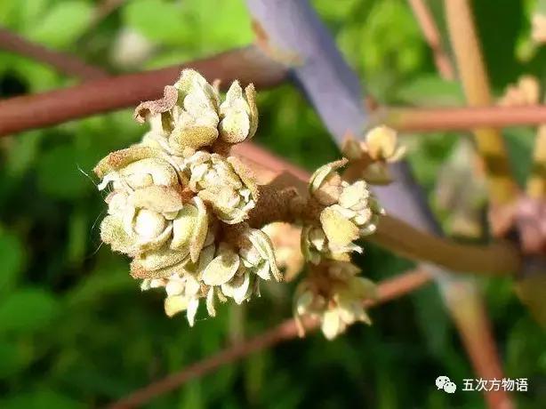 真正的梧桐树有梧桐果吗,真正的梧桐长什么样