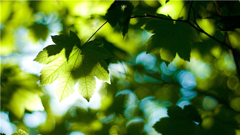 农民为什么不会被太阳晒伤,植物晒伤了怎么补救