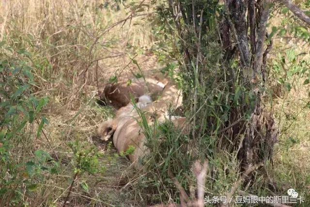 风动？树动？心动！致你，Kenya